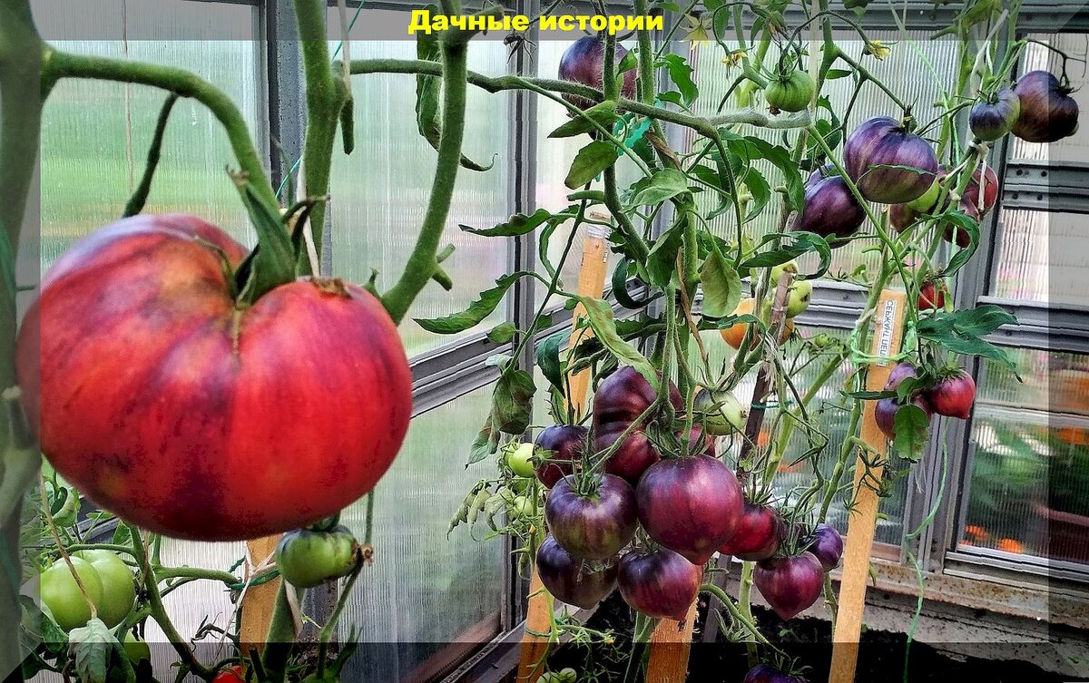20 урожайных сортов томатов, чей вкус вне всяких похвал: стабильные томаты, которые порадуют урожаем в любую погоду