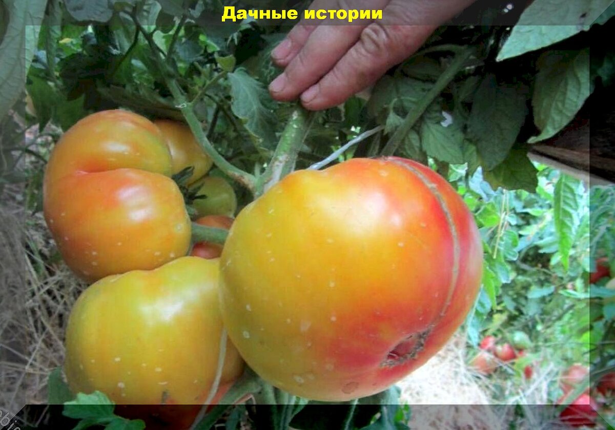 Урожайная и неприхотливая двадцатка томатов: сорта-гибриды томатов, которые радуют дачников из года в год