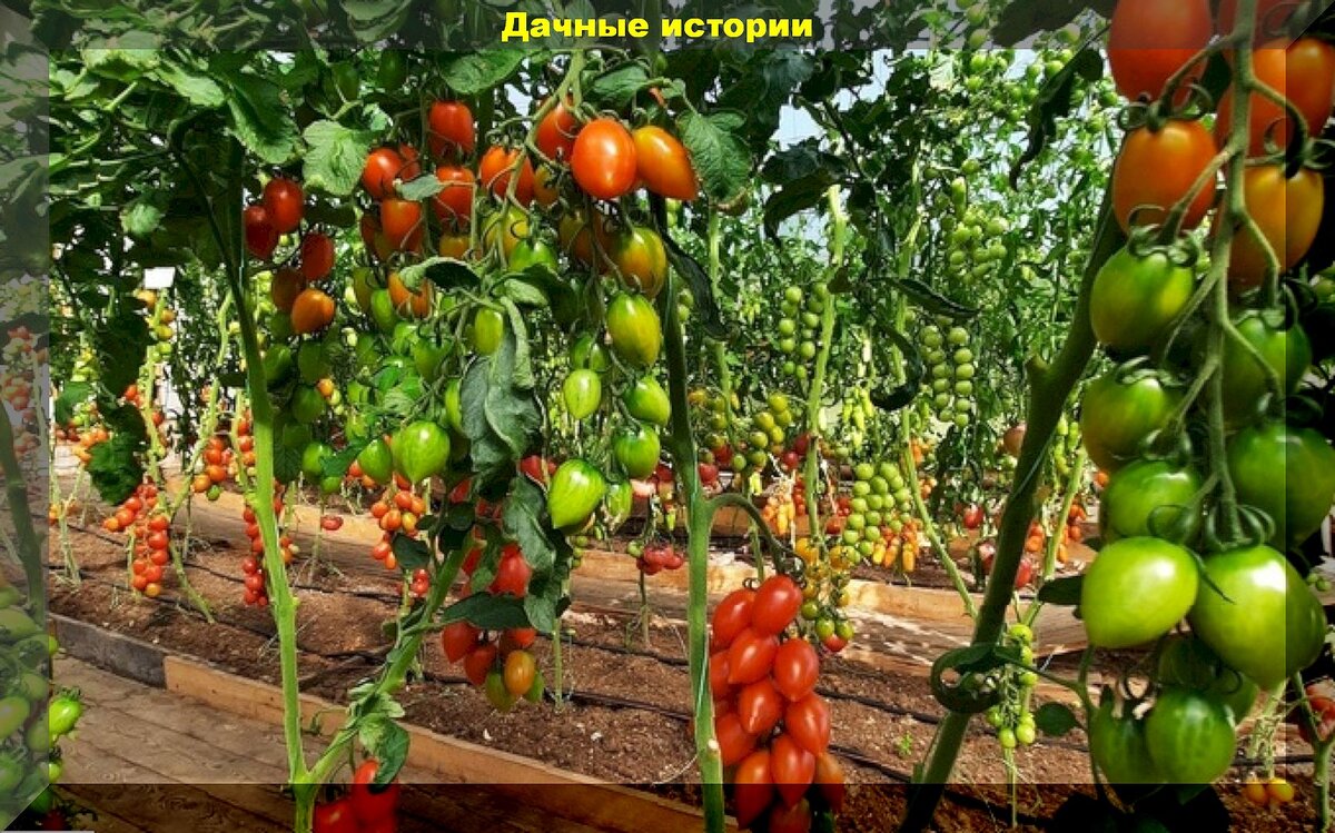 Урожайная и неприхотливая двадцатка томатов: сорта-гибриды томатов, которые радуют дачников из года в год