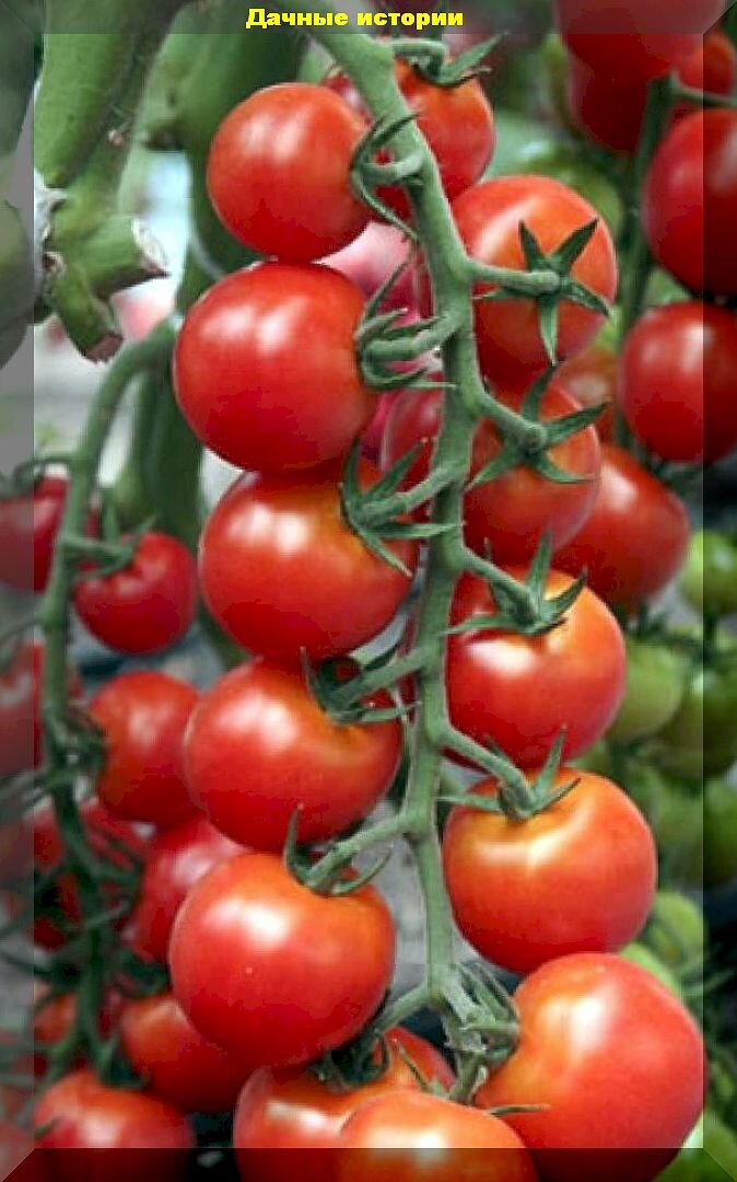 З0 малоизвестных, но очень перспективных сортов и гибридов томатов: томаты на которые стоит обратить внимание и опытным дачникам и новичкам