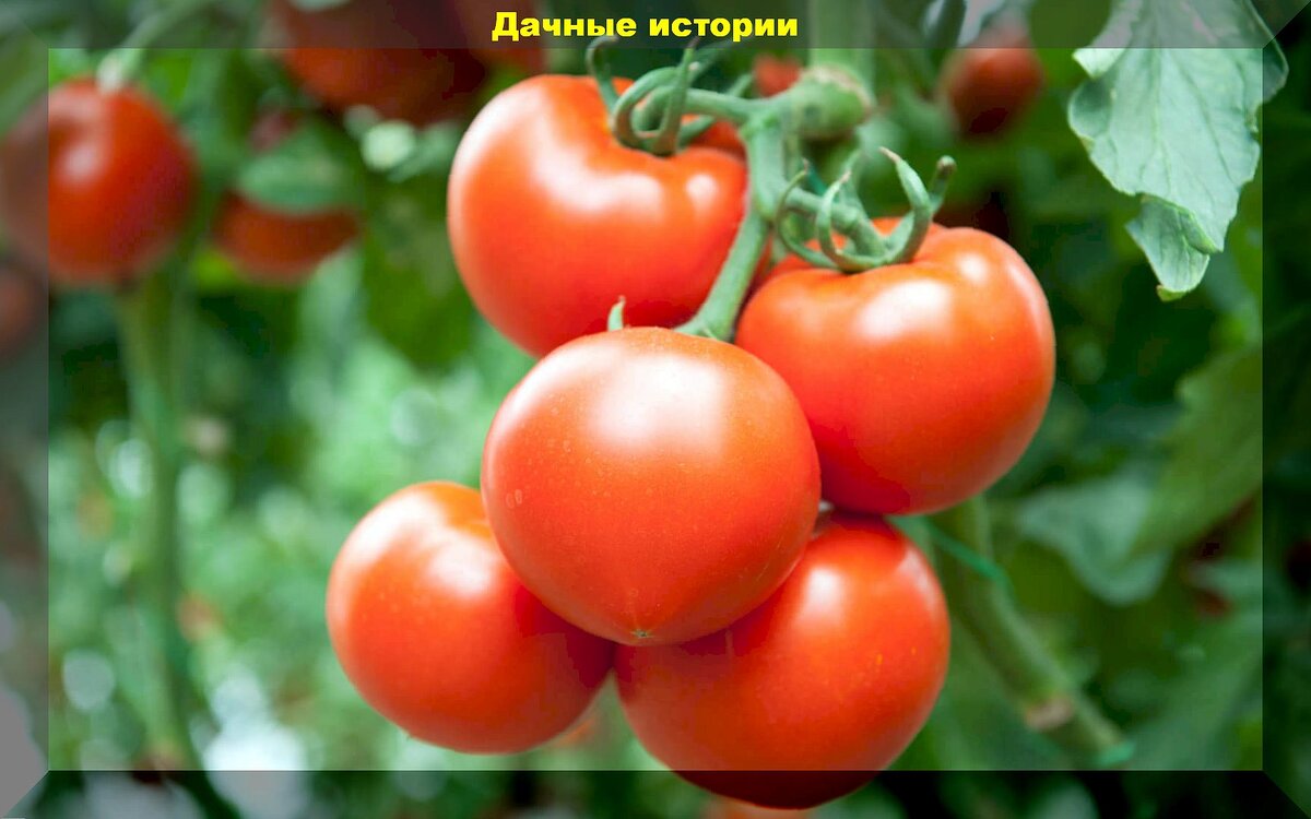 З0 малоизвестных, но очень перспективных сортов и гибридов томатов: томаты на которые стоит обратить внимание и опытным дачникам и новичкам