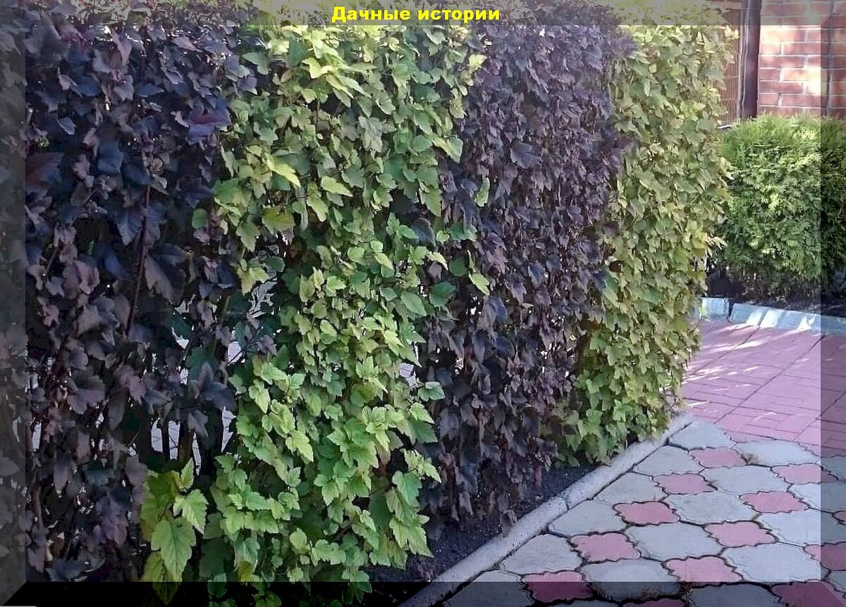 Как оригинально спрятаться от соседей: недорогие растения, которые наилучшим образом смогут задекорировать или украсить забор