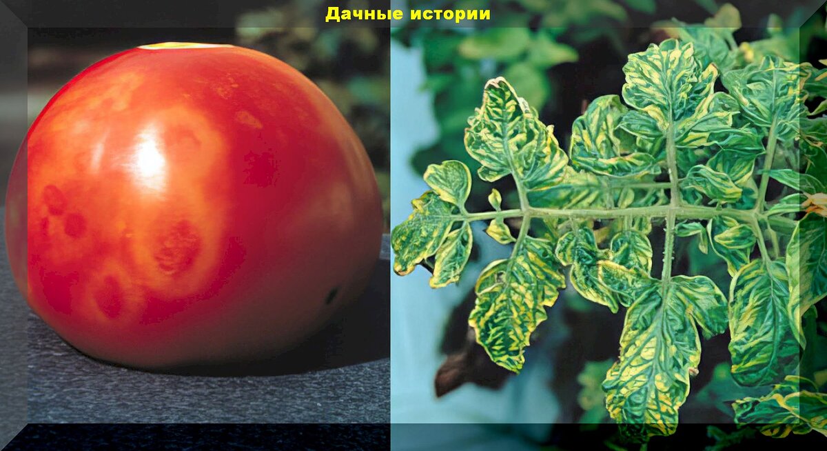 Старые и новые болезни томатов: как предотвратить фитофтору, столбур, кладоспориоз и мозаику томатов