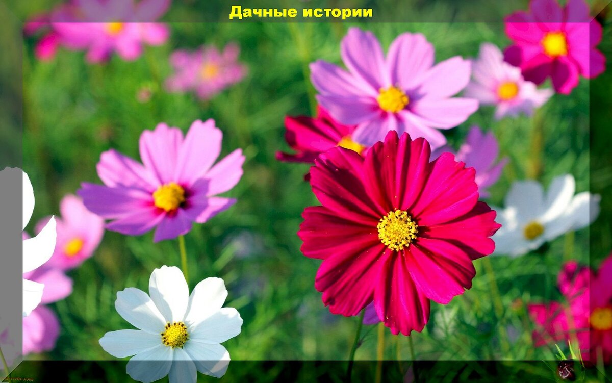 Цветы на страже урожая: эти цветы не только украшают участок, но и защищают растения от болезней и вредителей