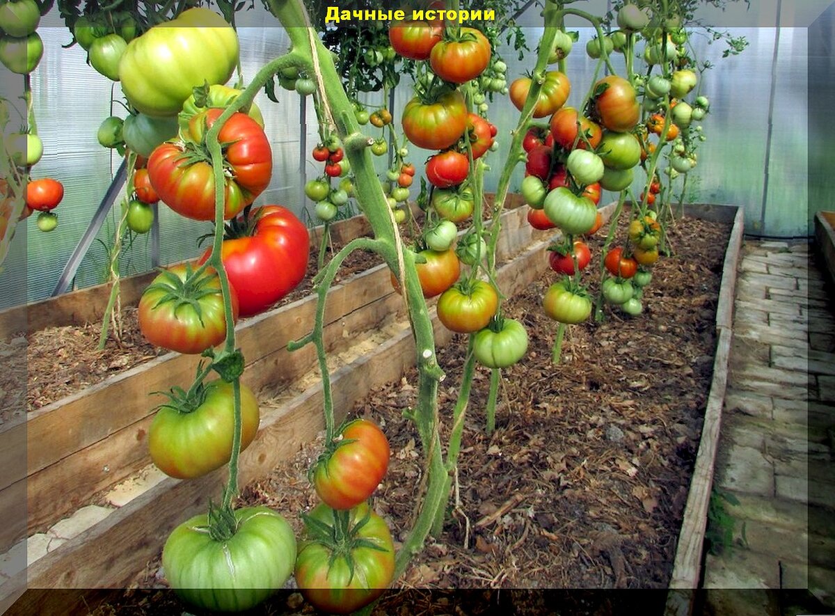 15 сортов и гибридов томатов, богатый урожай с которых получат даже начинающие дачники: томаты которые подойдут любому огороднику