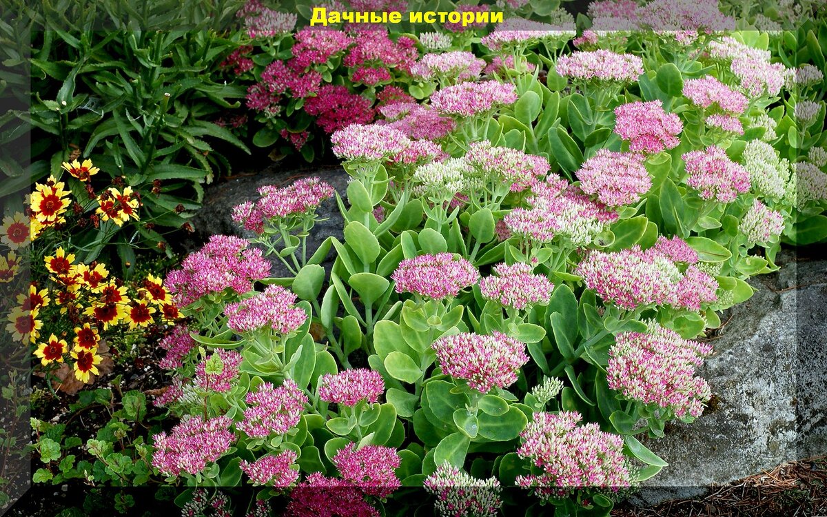 30 декоративных растений и цветов, которые не принесут хлопот дачнику: неприхотливый цветник для начинающего цветовода