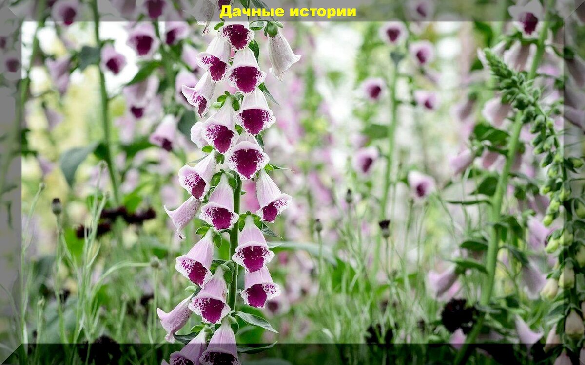 30 декоративных растений и цветов, которые не принесут хлопот дачнику: неприхотливый цветник для начинающего цветовода