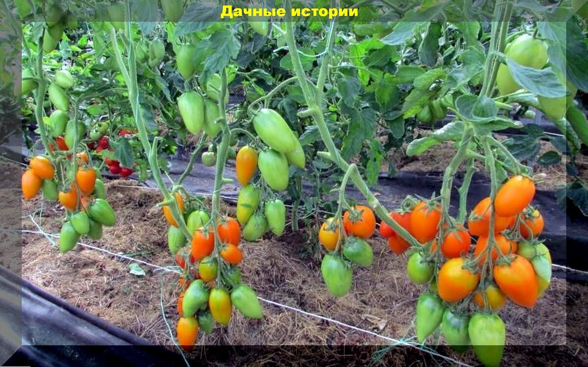 Большой урожай с маленькой площади: малоизвестные сорта-гибриды томатов для теплицы, с которых всегда снимают богатый урожай