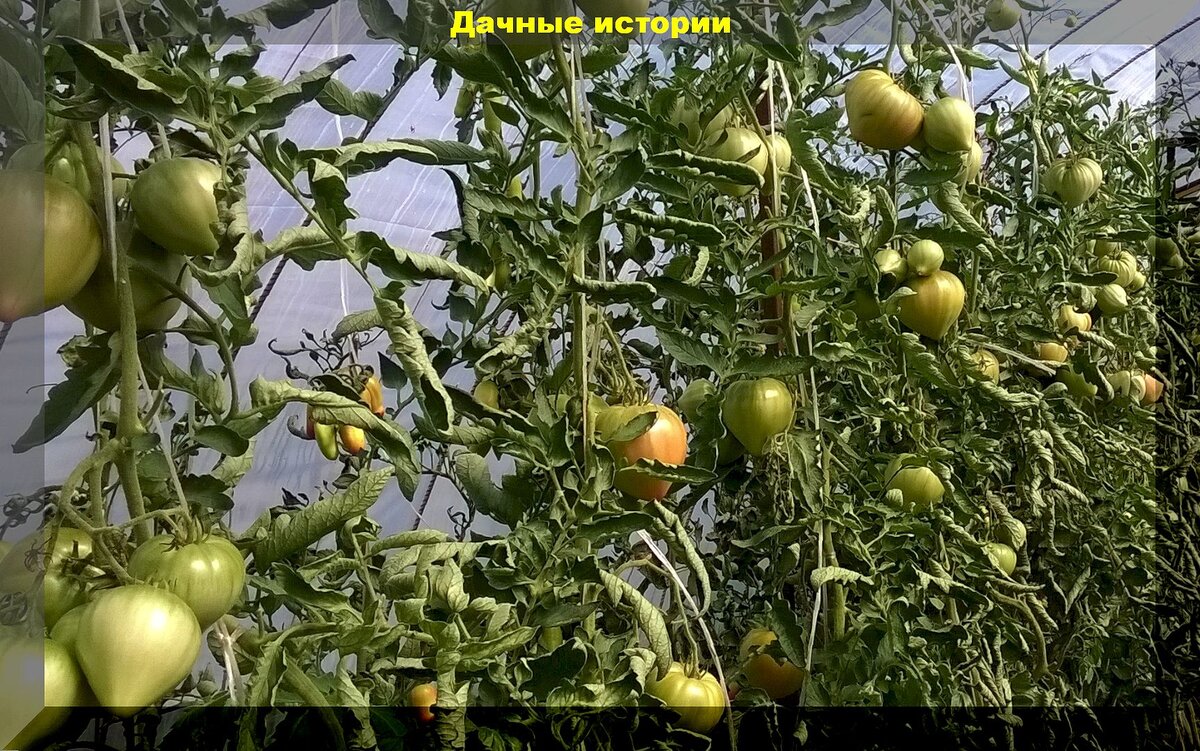 Большой урожай с маленькой площади: малоизвестные сорта-гибриды томатов для теплицы, с которых всегда снимают богатый урожай