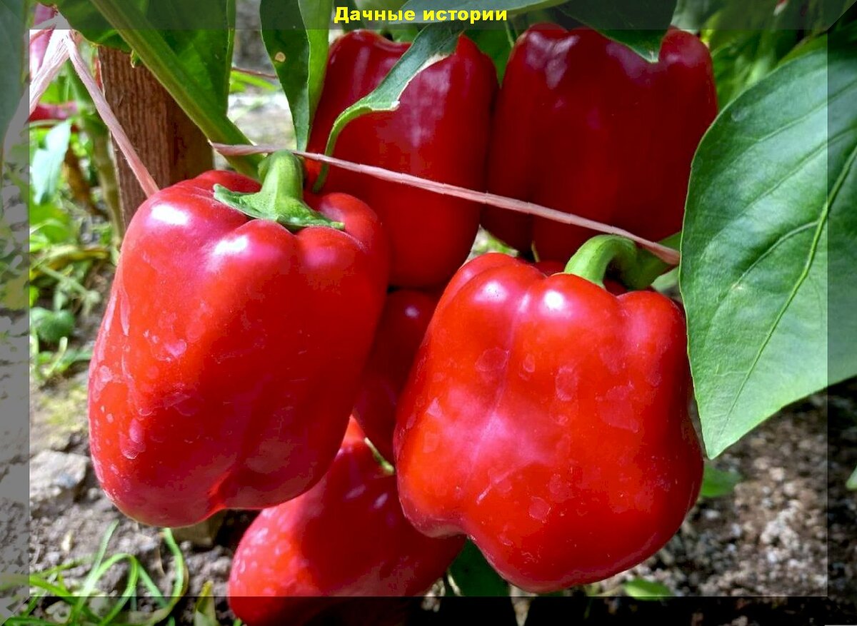 30 очень устойчивых перцев: самые выносливые сладкие перцы, в чьей урожайности не стоит сомневаться
