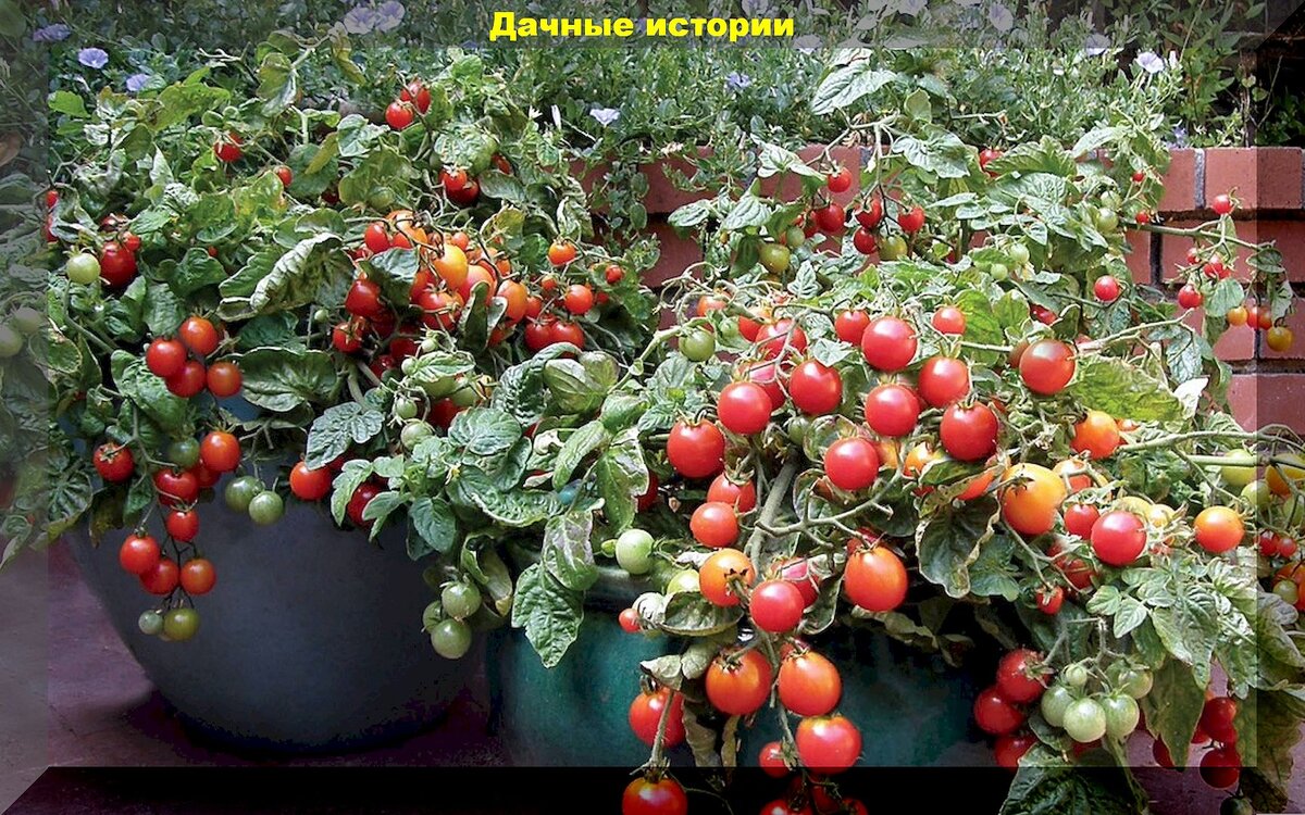 Помидоры вместо цветов: вкуснейшие и урожайные сорта-гибриды томатов для выращивания в контейнерах