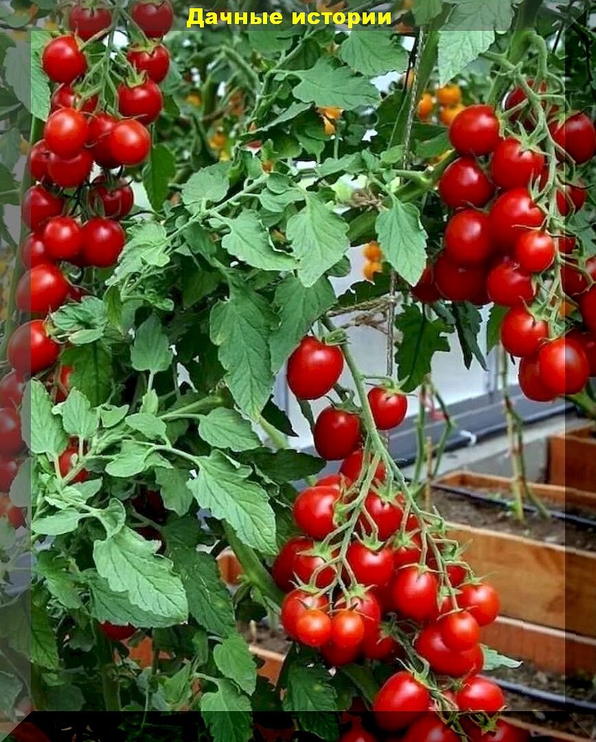 Помидоры вместо цветов: вкуснейшие и урожайные сорта-гибриды томатов для выращивания в контейнерах