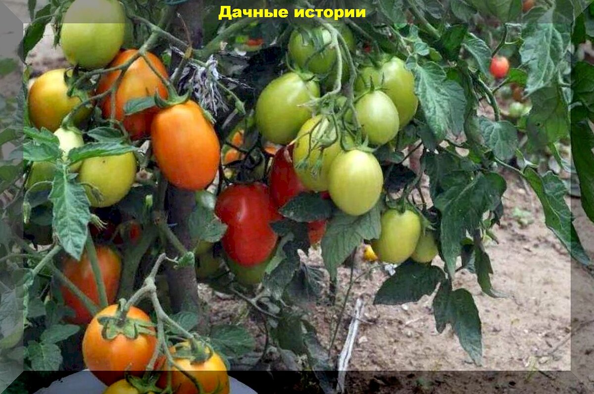 20 томатов, которые не будут попусту занимать место на грядках: список сортов-гибридов томатов, в котором огородник найдет достойный вариант