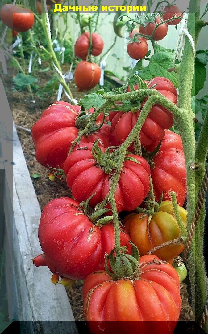 20 томатов, которые не будут попусту занимать место на грядках: список сортов-гибридов томатов, в котором огородник найдет достойный вариант