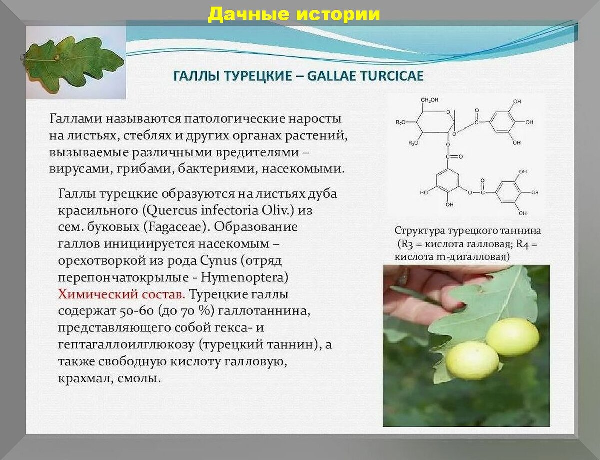 Галловая кислота своими руками: как правильно приготовить биопрепарат из галловой кислоты для защиты растений от болезней