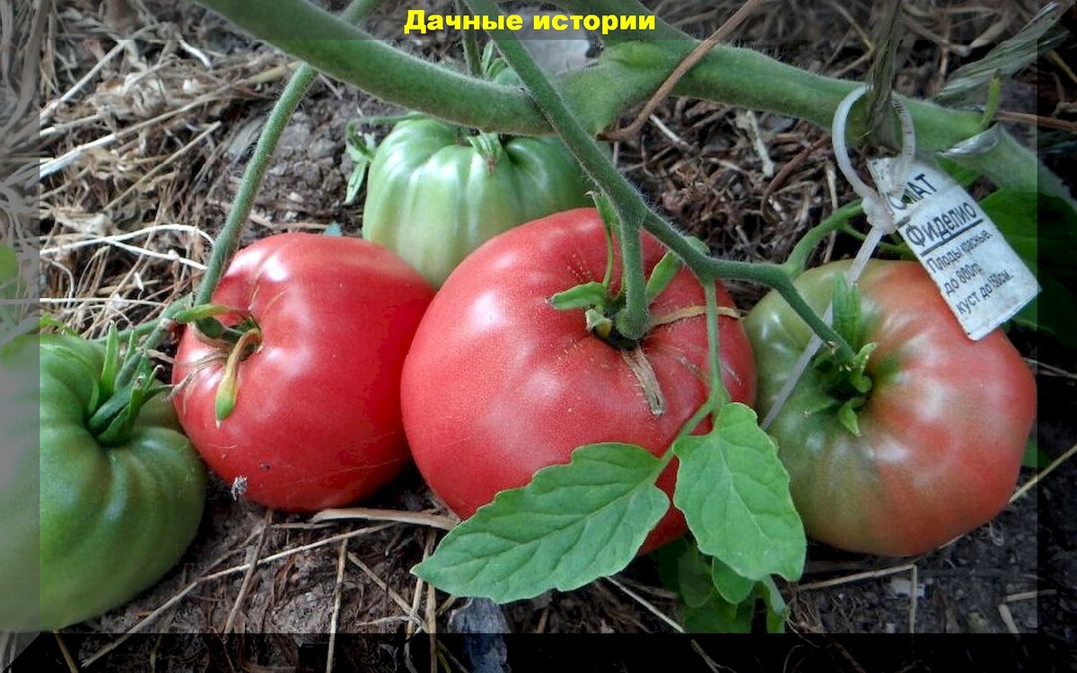 15 сортов и гибридов томатов, богатый урожай с которых получат даже начинающие дачники: томаты которые подойдут любому огороднику