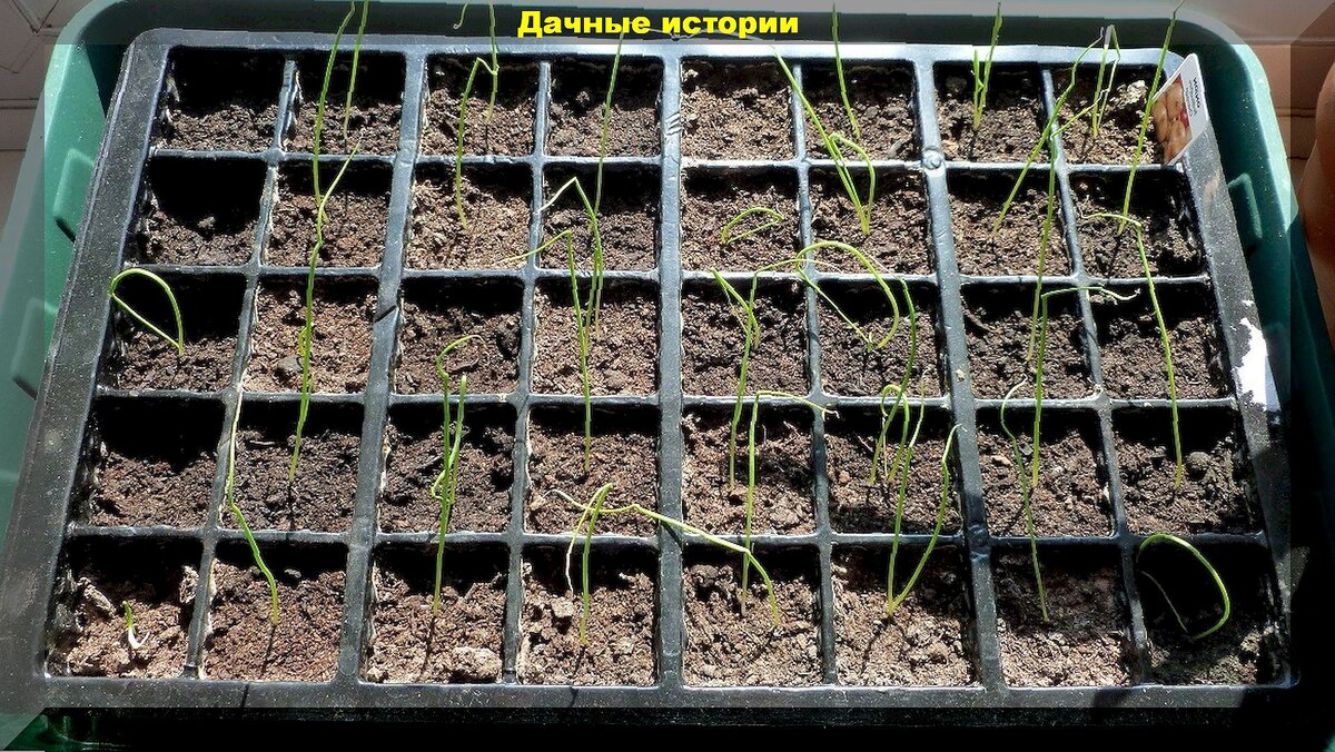 11 вопросов от начинающих дачников о посеве лука на рассаду: как правильно сеять лук и ухаживать за рассадой лука