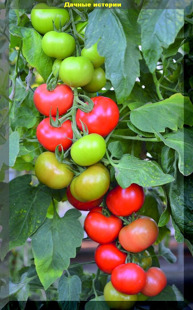 45 сортов и гибридов томатов, которые полюбились огородникам: как правильно подобрать томаты для выращивания в теплице или открытом грунте