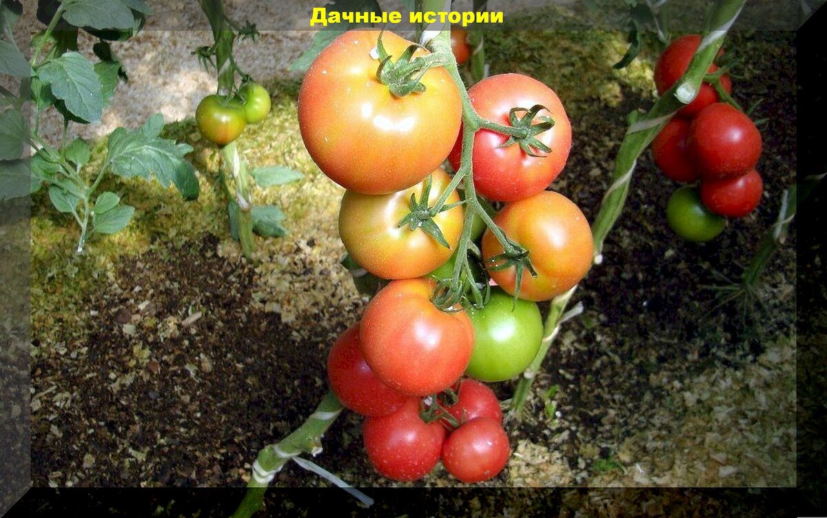 45 сортов и гибридов томатов, которые полюбились огородникам: как правильно подобрать томаты для выращивания в теплице или открытом грунте
