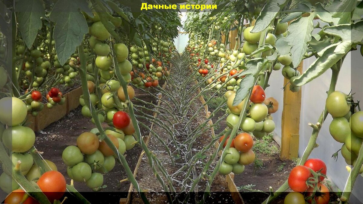 25 абсолютно неприхотливых томатов: подборка ярких, вкусных и урожайных томатов, которые поражают размерами урожая