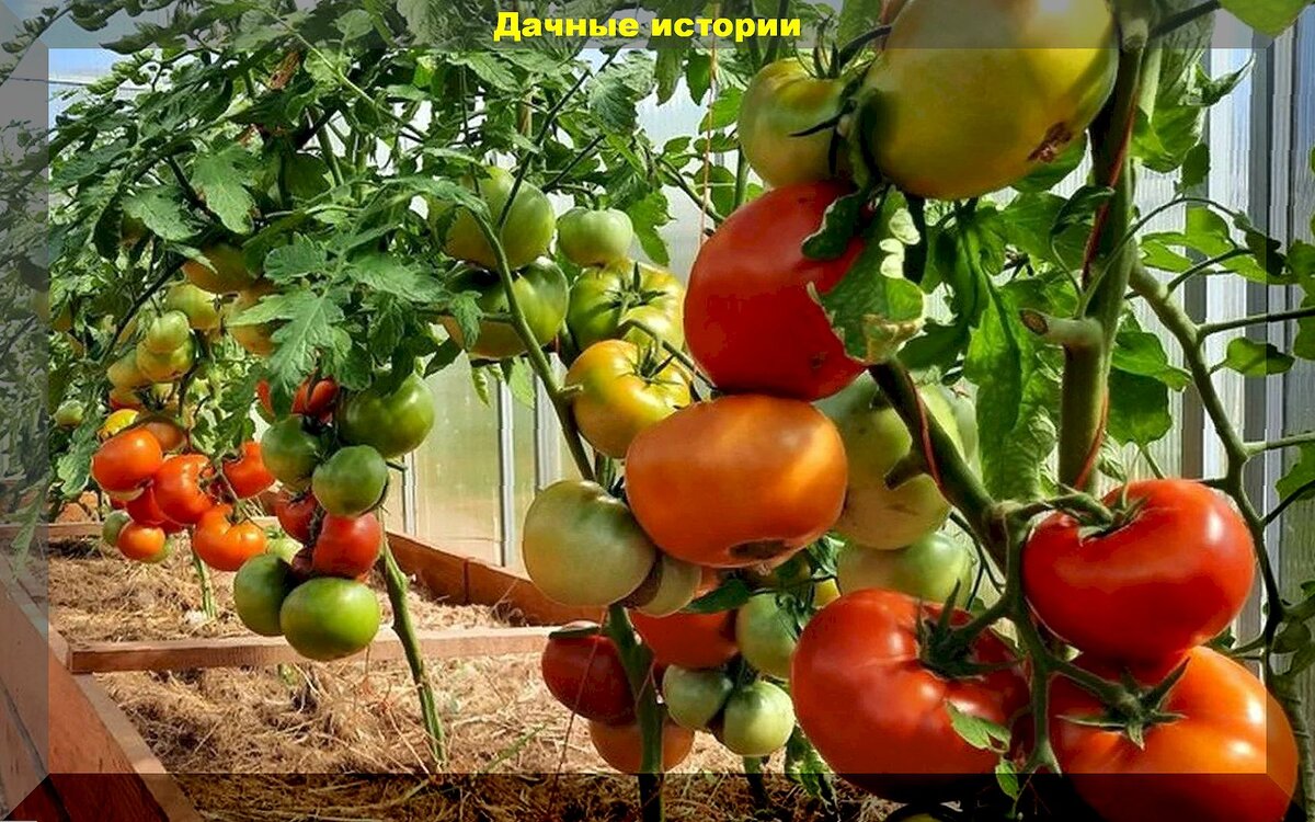 25 абсолютно неприхотливых томатов: подборка ярких, вкусных и урожайных томатов, которые поражают размерами урожая