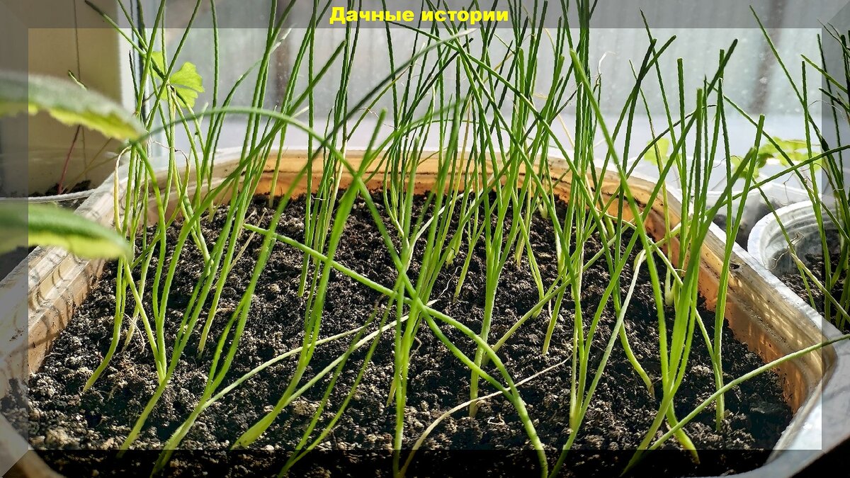 Как новичкам посеять лук на рассаду: важные тонкости выращивания лука из семян в однолетнем и двухлетнем цикле