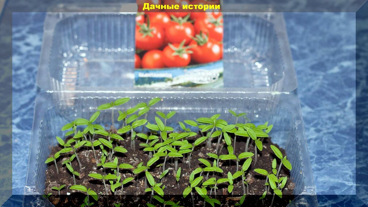 Все возможные нюансы посева томатов на рассаду: самая важная информация о посеве томатов тезисно, но емко и понятно