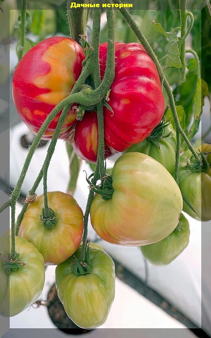 30 недорогих сортов и гибридов томата которые можно купить в любом садовом магазине: проверенные томаты для теплицы и открытого грунта