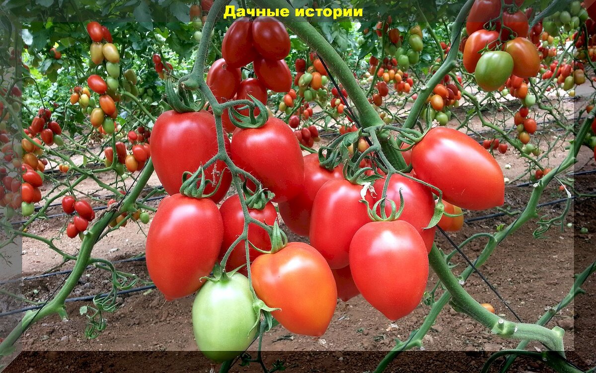 30 недорогих сортов и гибридов томата которые можно купить в любом садовом магазине: проверенные томаты для теплицы и открытого грунта