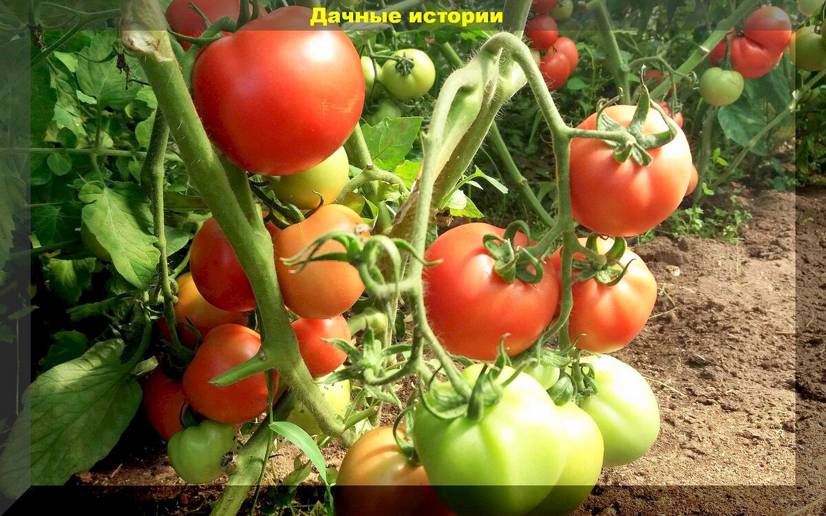 30 недорогих томатов, которые прошли народный отбор: правильный выбор сортов и гибридов томатов для теплицы и открытого грунта