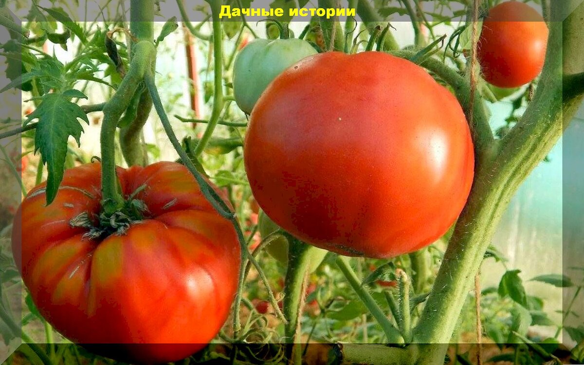 30 недорогих томатов, которые прошли народный отбор: правильный выбор сортов и гибридов томатов для теплицы и открытого грунта