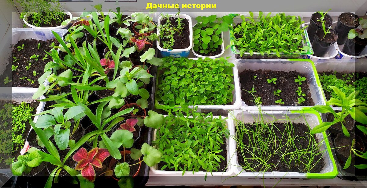 Мартовские заботы типичного дачника: содово-огородные дела которые актуальны для всех дачников в начале весны