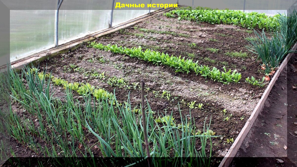 Мартовские заботы типичного дачника: содово-огородные дела которые актуальны для всех дачников в начале весны