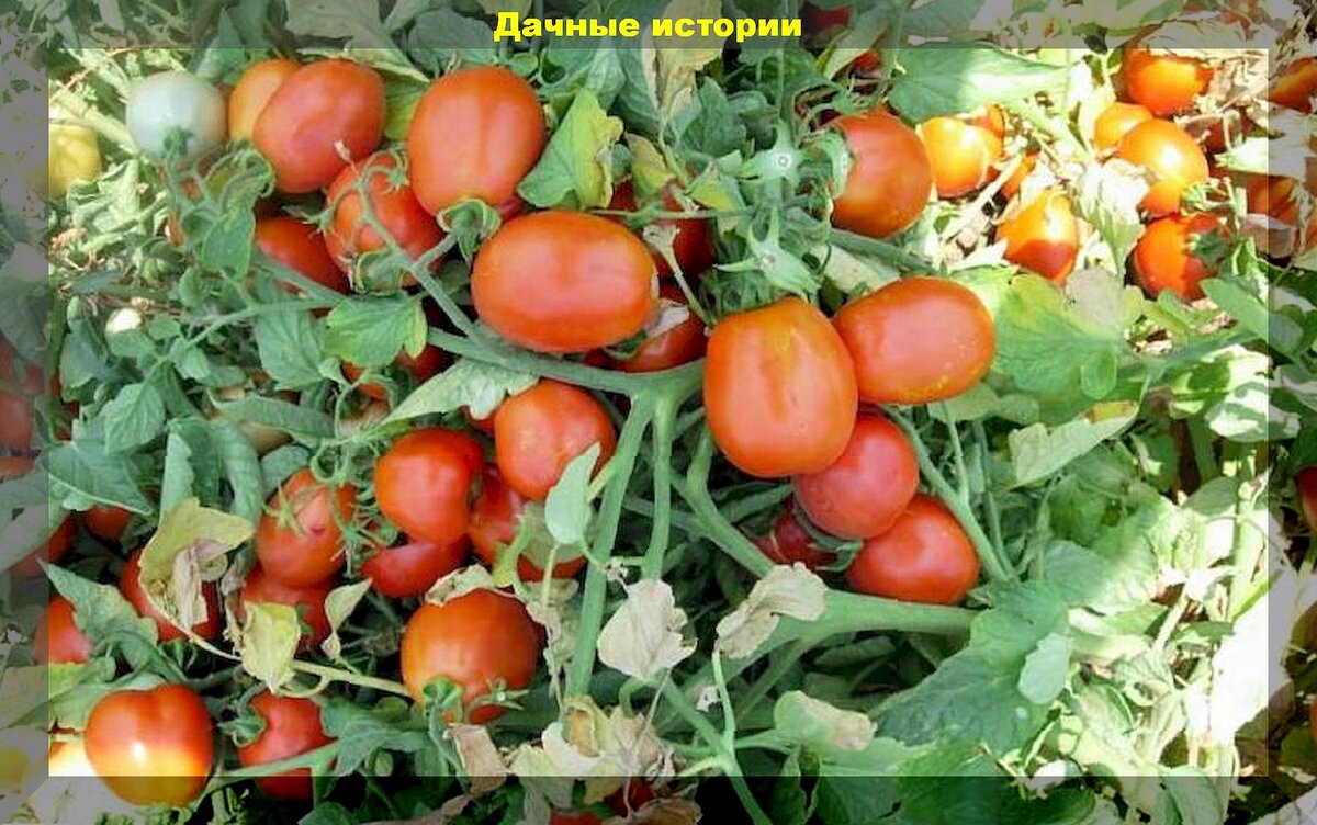 Эти сорта и гибриды томатов никогда не подводят: лучшие сорта и гибриды томатов для теплицы и открытого грунта