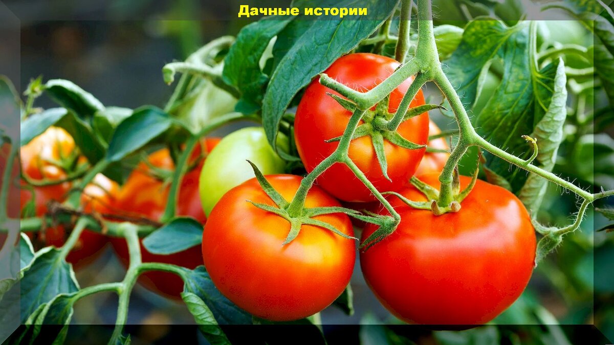 Эти сорта и гибриды томатов никогда не подводят: лучшие сорта и гибриды томатов для теплицы и открытого грунта