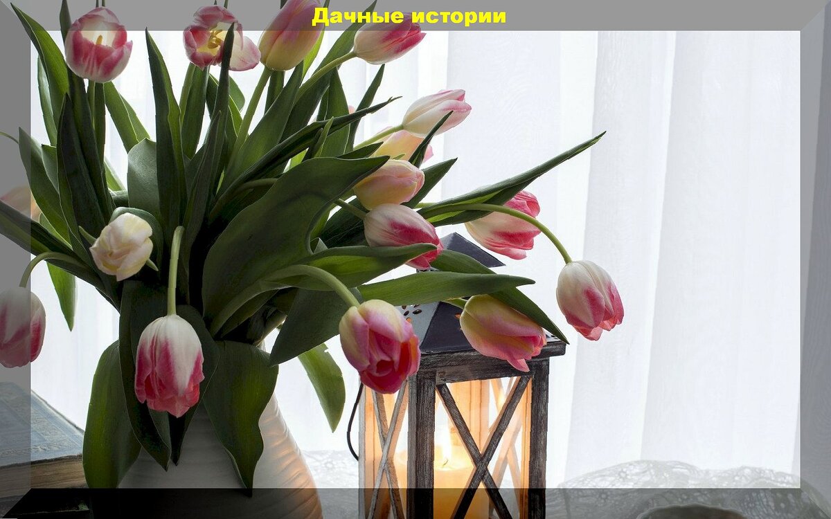 Как продлить жизнь букету с тюльпанами: как правильно ставить срезанные тюльпаны в вазу