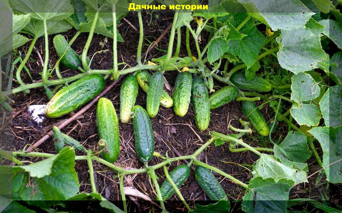 Апрельские посевы: посевы на рассаду овощей и цветов, а также ранневесенние посевы в открытый грунт самых холодостойких культур