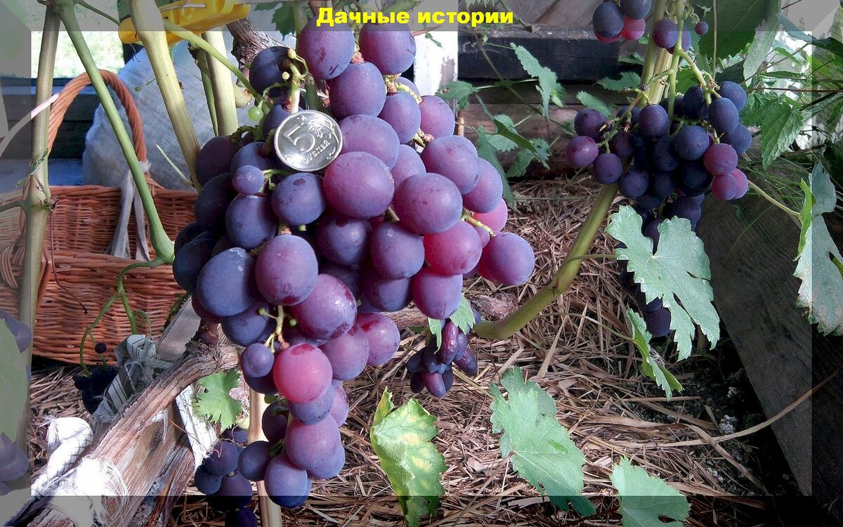 Лучший виноград для средней полосы: список недорогих, при этом очень вкусных и устойчивых сортов винограда