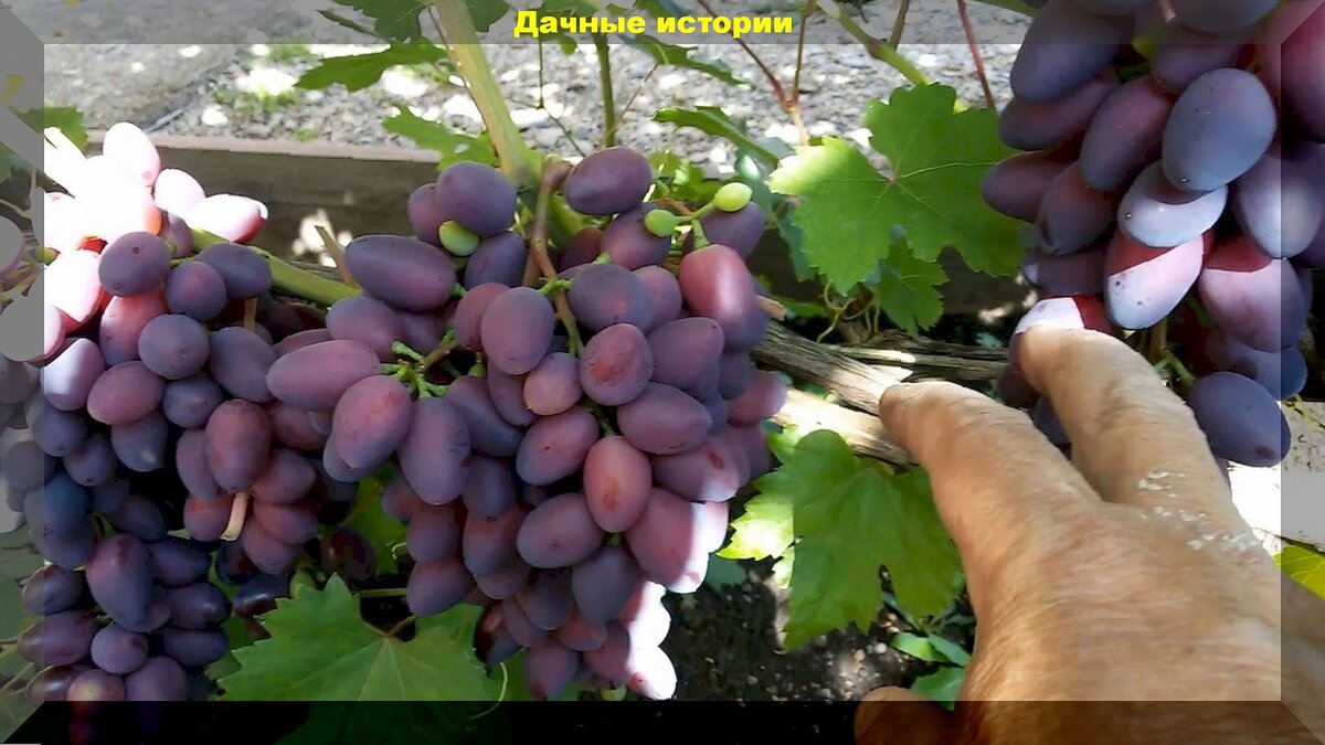 Лучший виноград для средней полосы: список недорогих, при этом очень вкусных и устойчивых сортов винограда