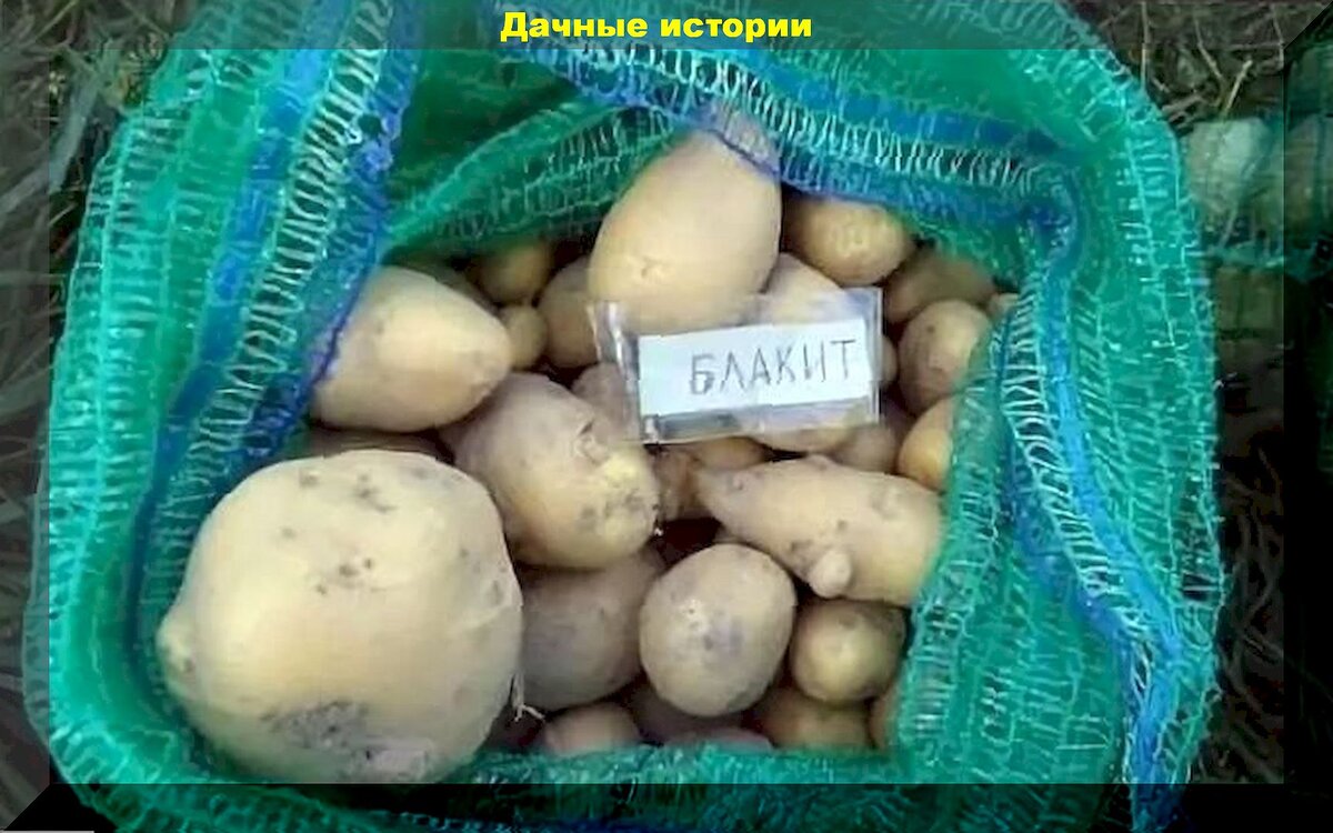20 самых популярных у дачников сортов картофеля: белорусские и не только сорта картофеля, которые дают высокие и вкусные урожаи