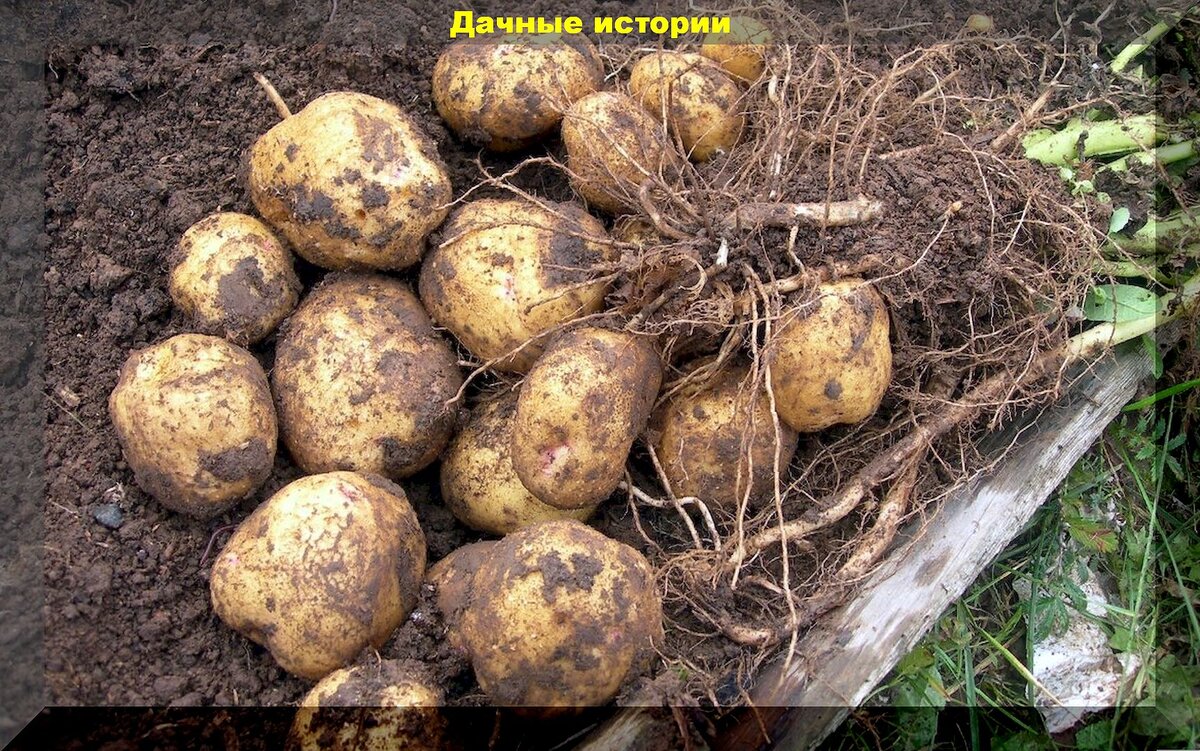 20 самых популярных у дачников сортов картофеля: белорусские и не только сорта картофеля, которые дают высокие и вкусные урожаи