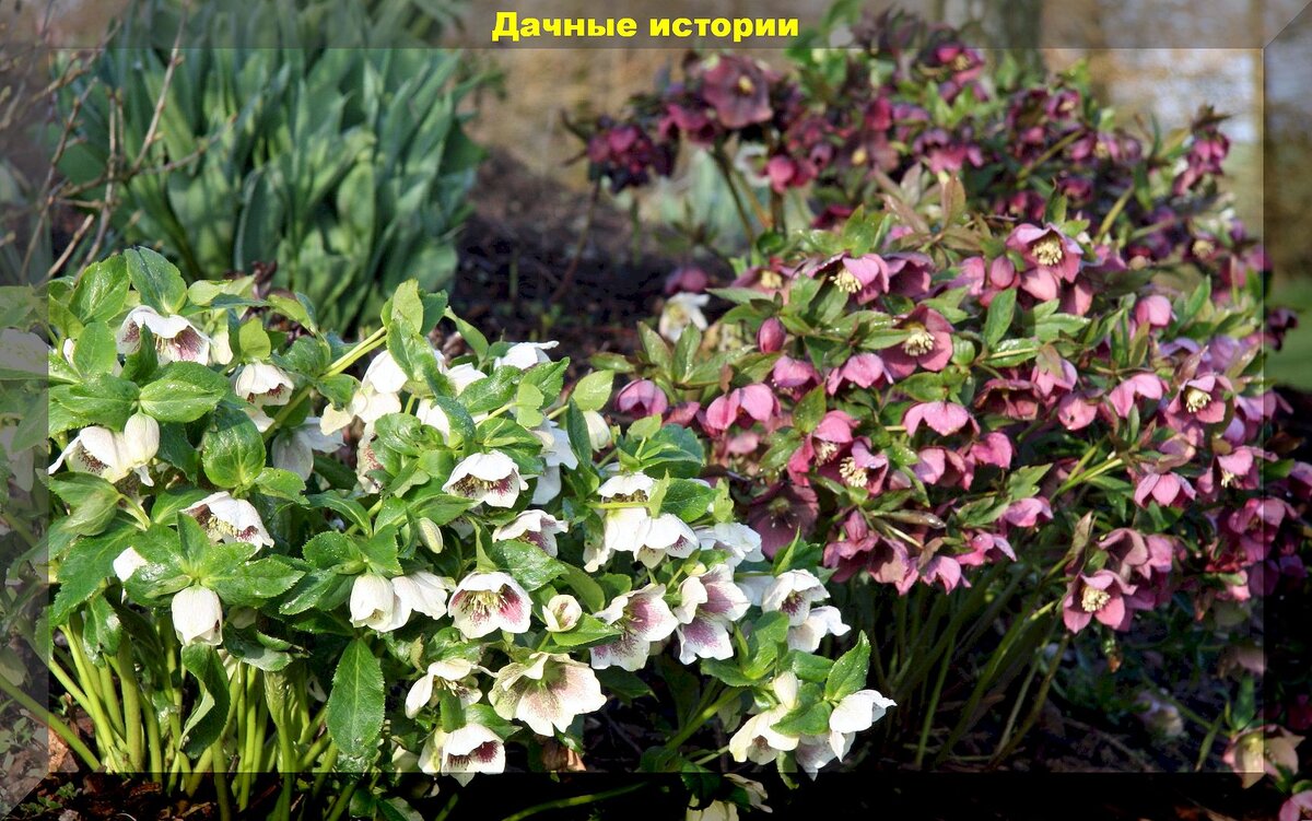 25 первоцветов и раннецветов для ранневесеннего цветения: растения, которые порадуют цветением в апрельские и майские деньки