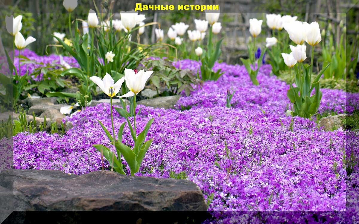 25 первоцветов и раннецветов для ранневесеннего цветения: растения, которые порадуют цветением в апрельские и майские деньки