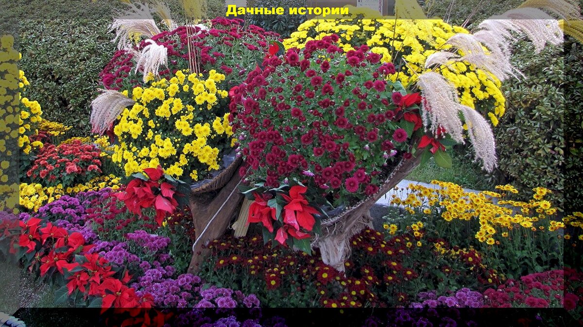 15 цветов для посева в апреле: самые популярные цветы, которые не поздно высевать на рассаду в первой половине апреля