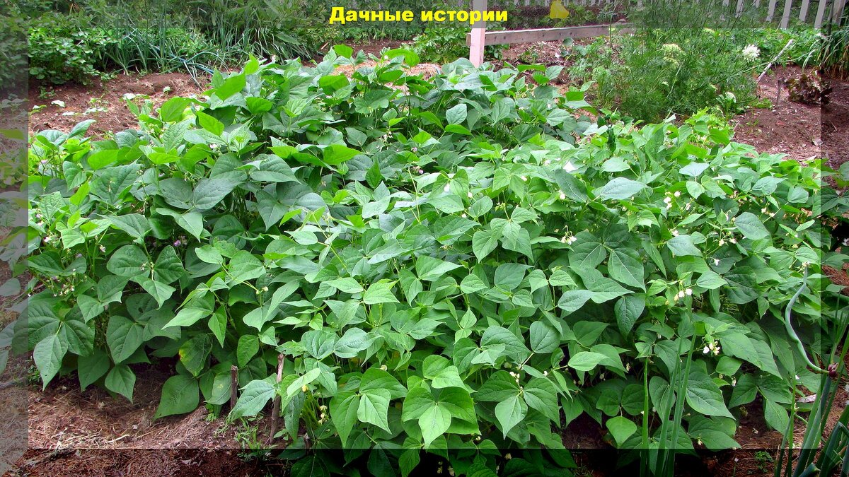 Полезные для человека и огорода: какие бобовые культуры нужно выращивать и в чем польза бобовых культур для почвы на участке