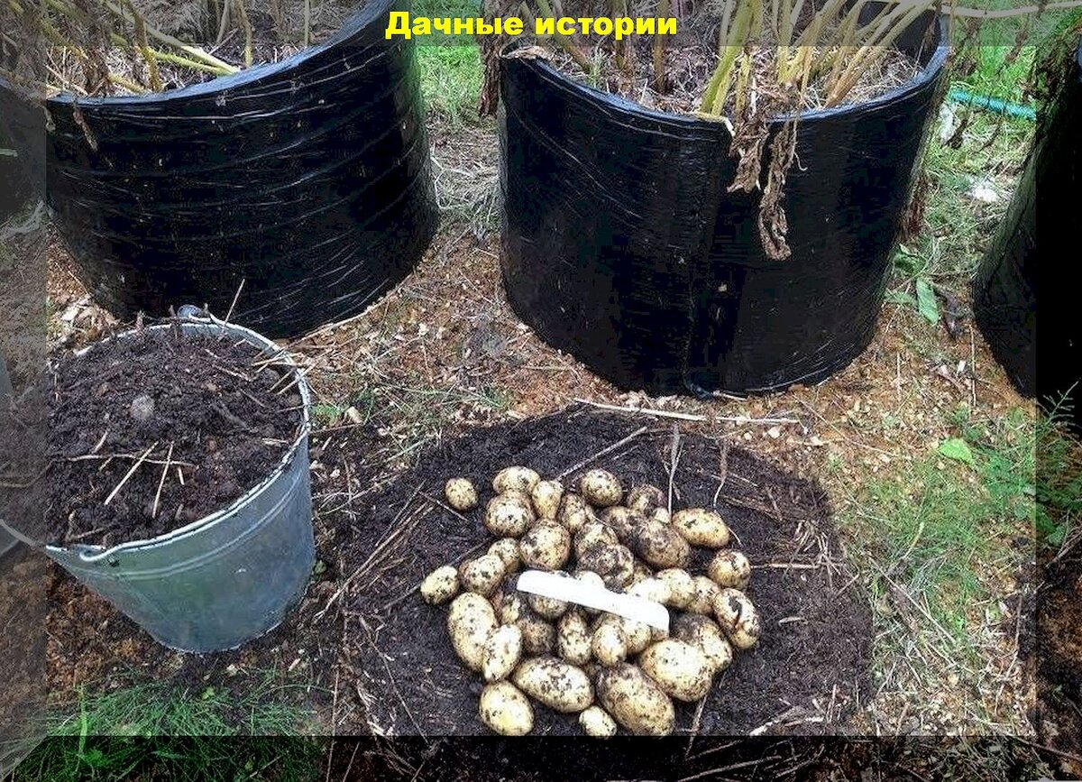 Несколько малоизвестных способов посадки картофеля: самые необычные способы посадки и выращивания картофеля