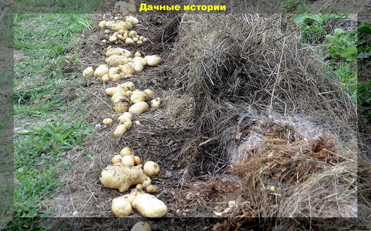 Несколько малоизвестных способов посадки картофеля: самые необычные способы посадки и выращивания картофеля