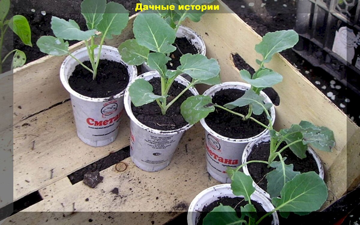 Апрельские капустные заботы: выращивание капусты рассадой и посев семен капусты сразу в открытый грунт