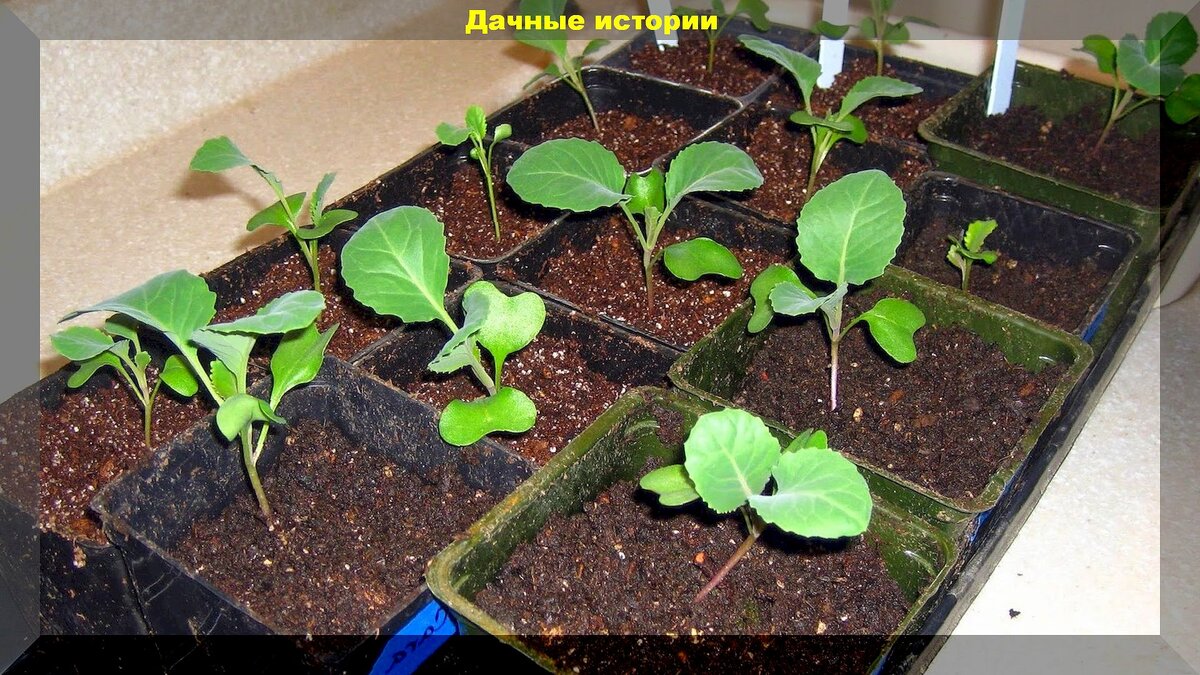 Апрельские капустные заботы: выращивание капусты рассадой и посев семен капусты сразу в открытый грунт