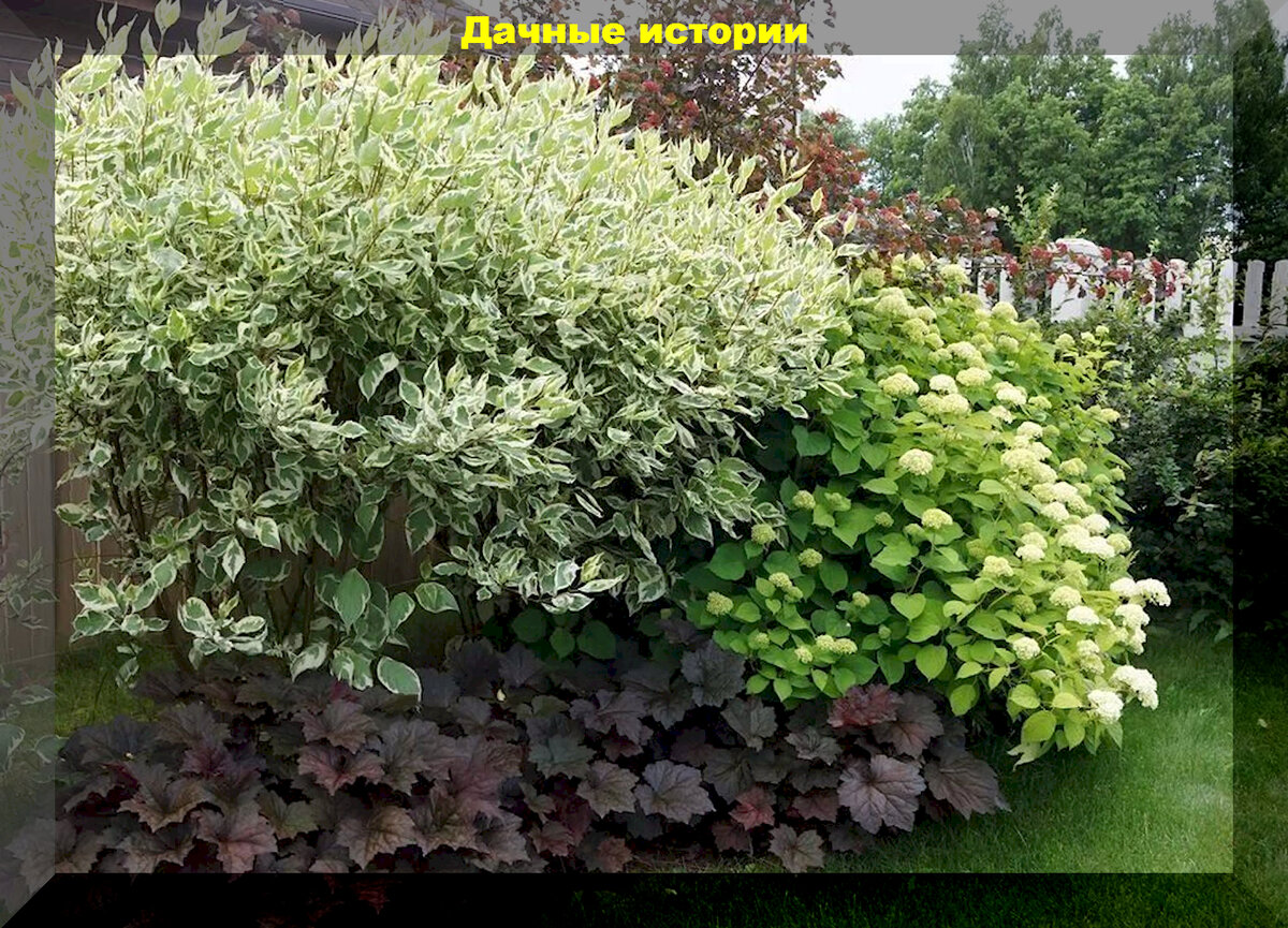 Лучшие соседи для гортензии: растения, которые составят лучшую компанию и подчеркнут красоту гортензий